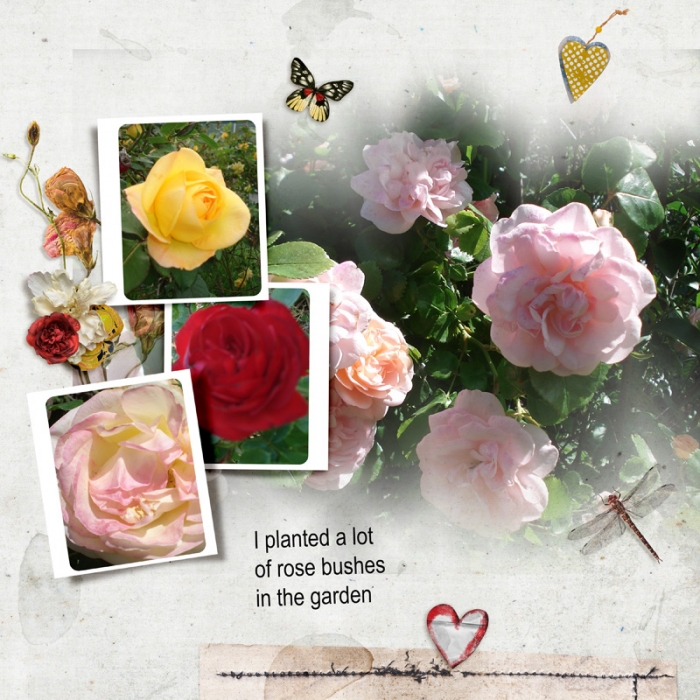 Roses