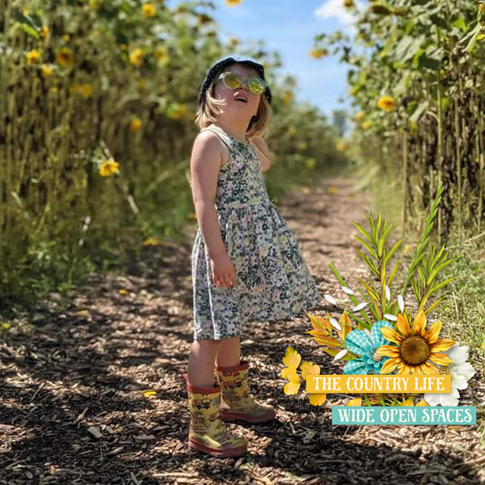 rows of sunflowers