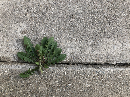 Rule of thirds challenge
