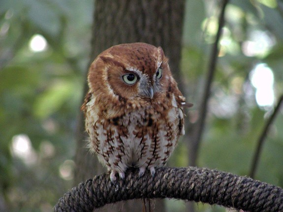 Screech Owl