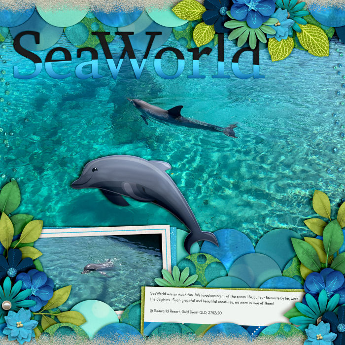 Sea World Dolphins