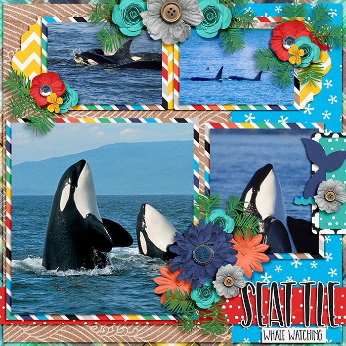 Seattle Whale Watching