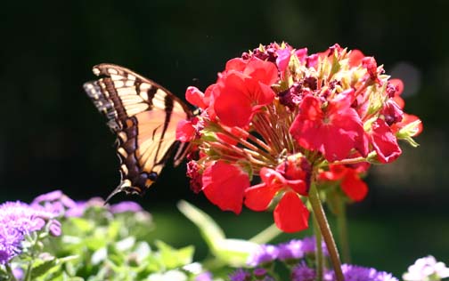 Shutterbug 15 - Beauty