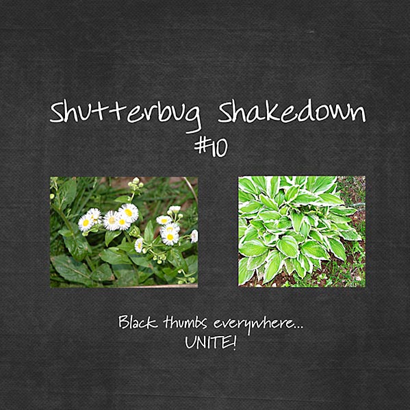 Shutterbug Shakedown #10 photos