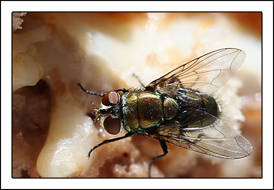 Shutterbug Shakedown #14 - Closeups