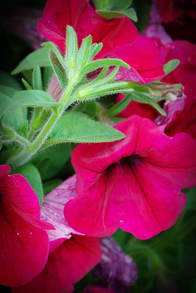 Shutterbug Shakedown #15