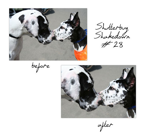 Shutterbug Shakedown #28