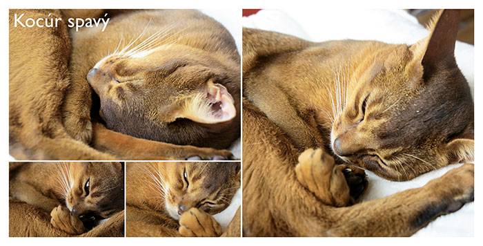 Sleepy kitty