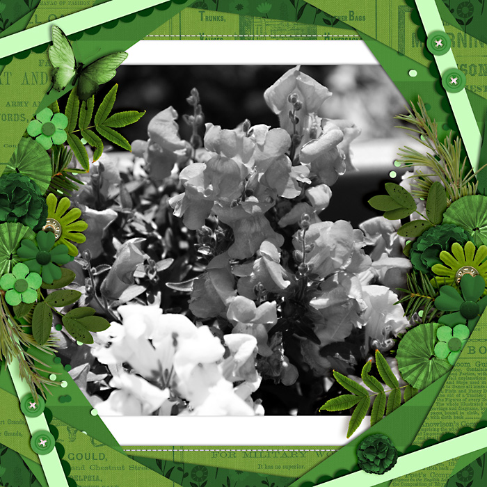 Snapdragons