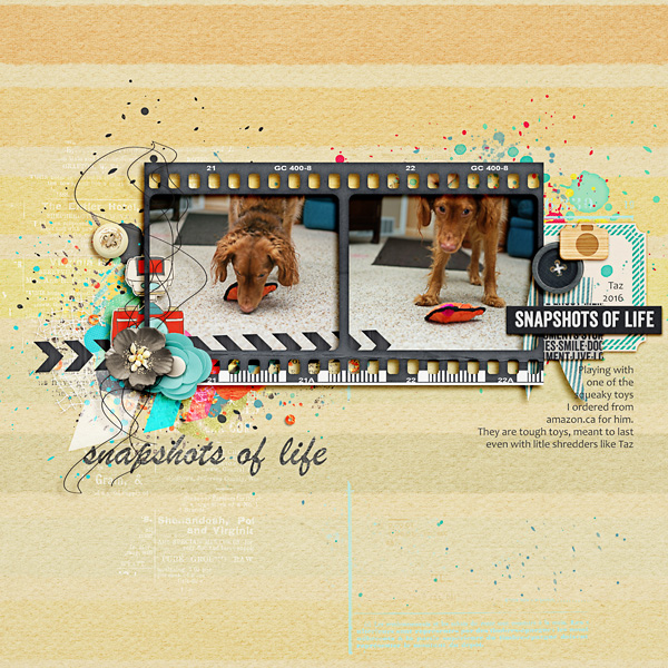 Snapshots Of Life