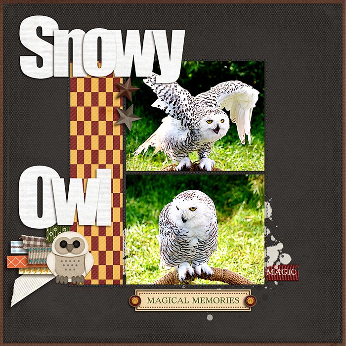 Snowy Owl