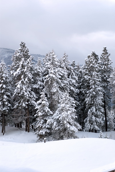 Snowy Trees
