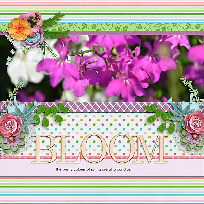 Spring Blooms