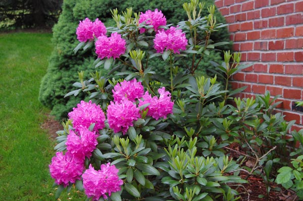 Spring Flowers