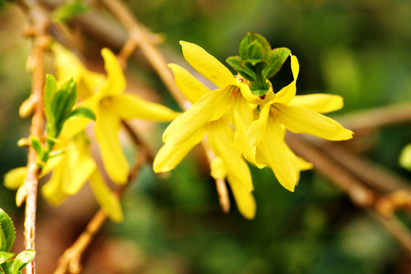 Spring has Sprung!
