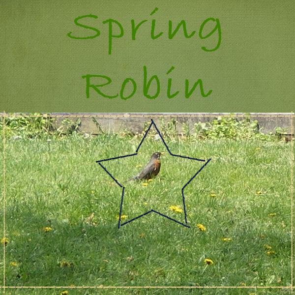 Spring Robin