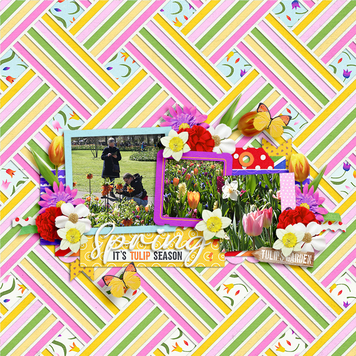 Spring (Tulip Season)