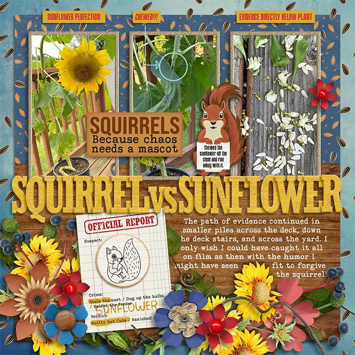 Squirrel vs Sunflower - the squirrel won!