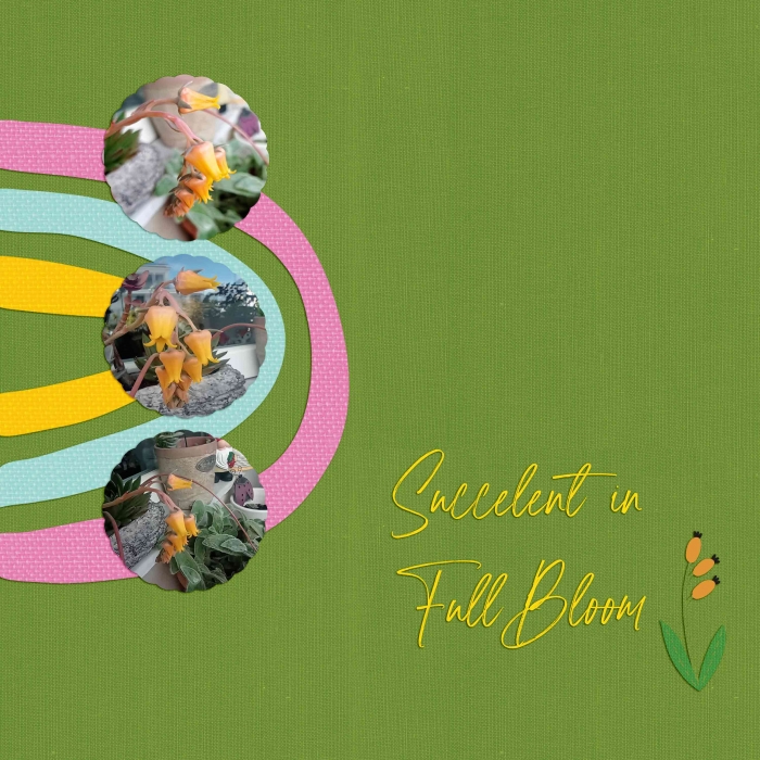Succelent in Full Bloom