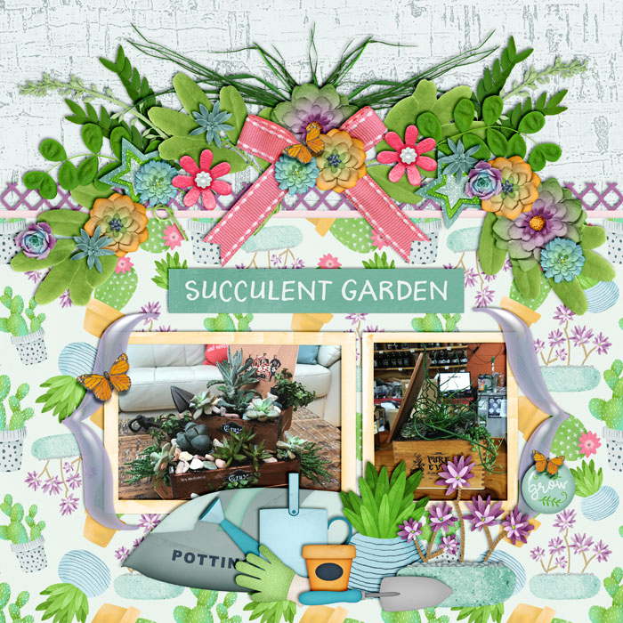 Succulent Garden
