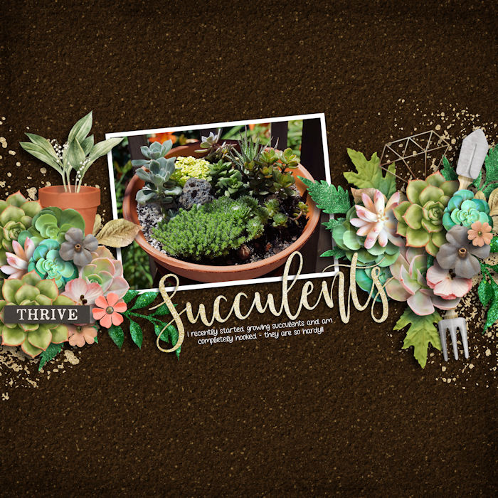 Succulents