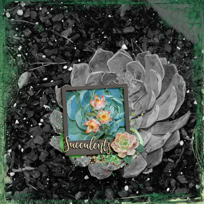 Succulents