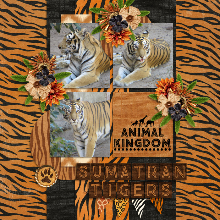 Sumatran Tigers