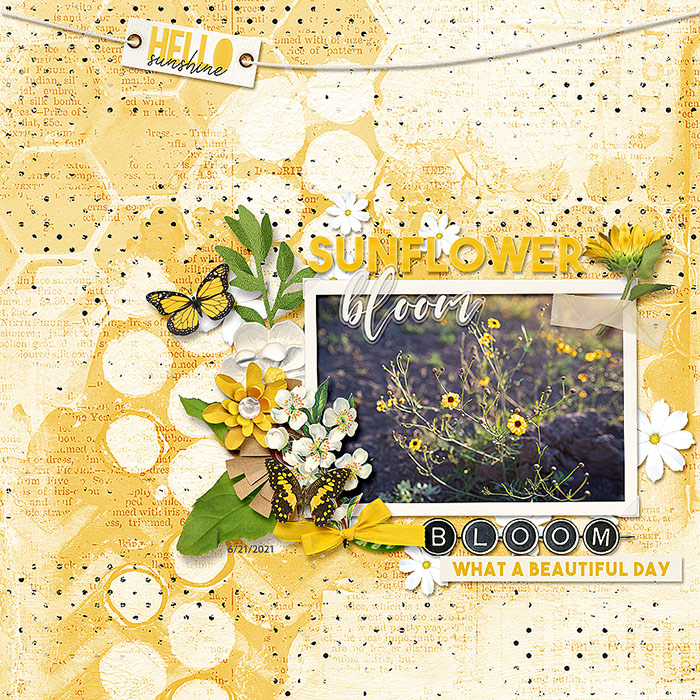 Sunflower Bloom