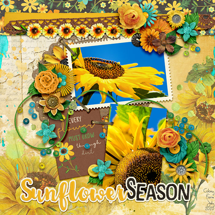Sunflower Season