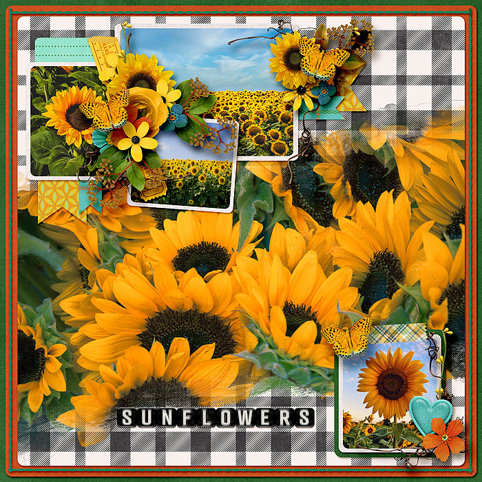 Sunflowers