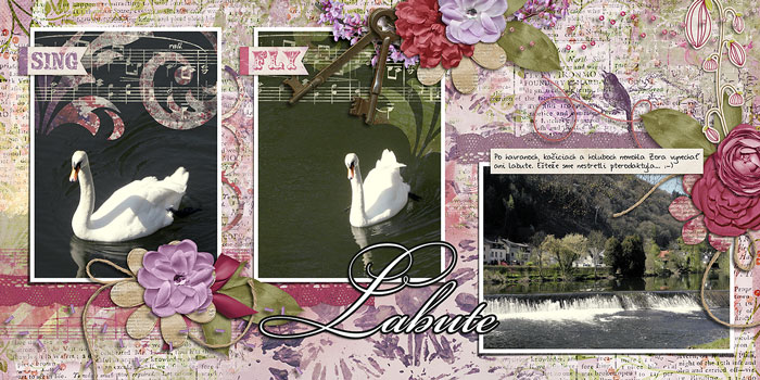 Swans