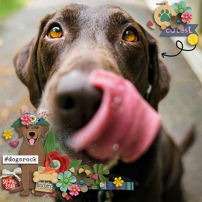 Sweet dog