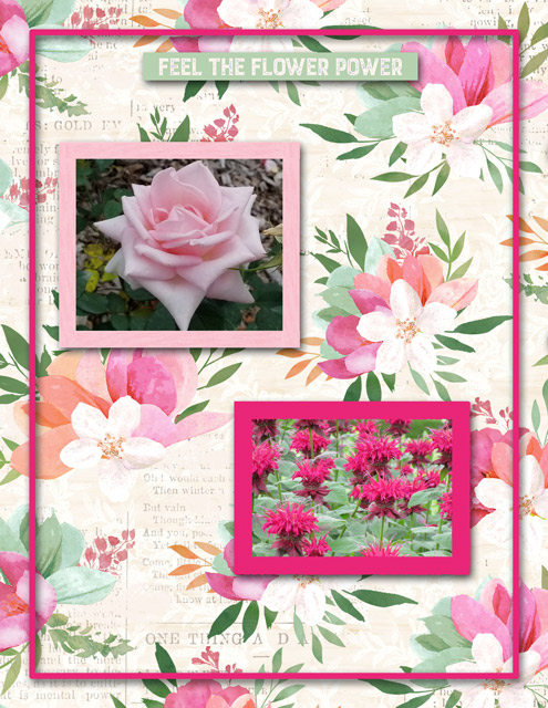 SWITZERLAND - Flower Power