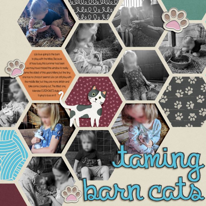 Taming Barn Cats