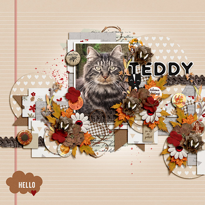Teddy