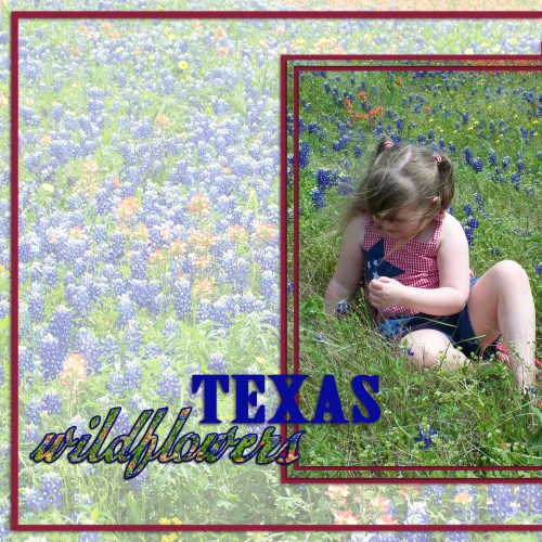 Texas Wildflowers