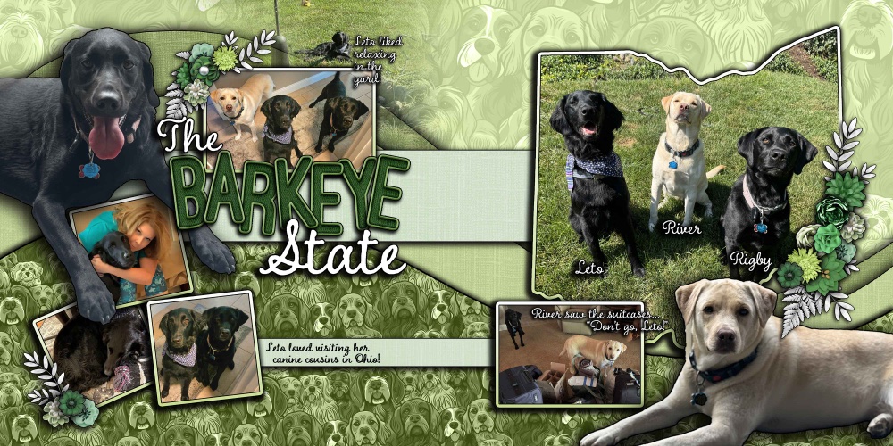 The Barkeye State