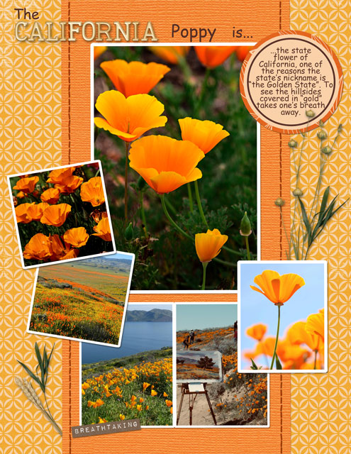 The California Poppy