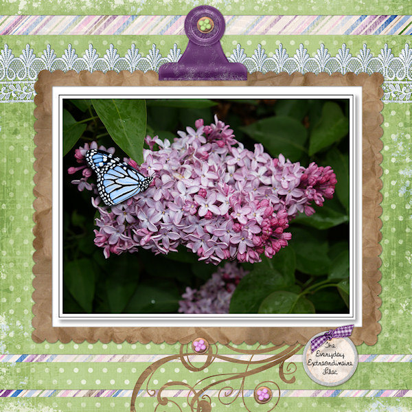 The Everyday Extraordinaire Lilac