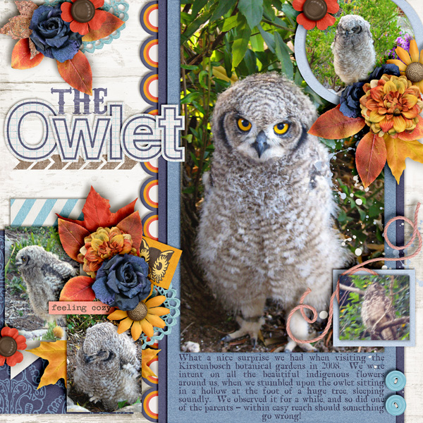 The owlet