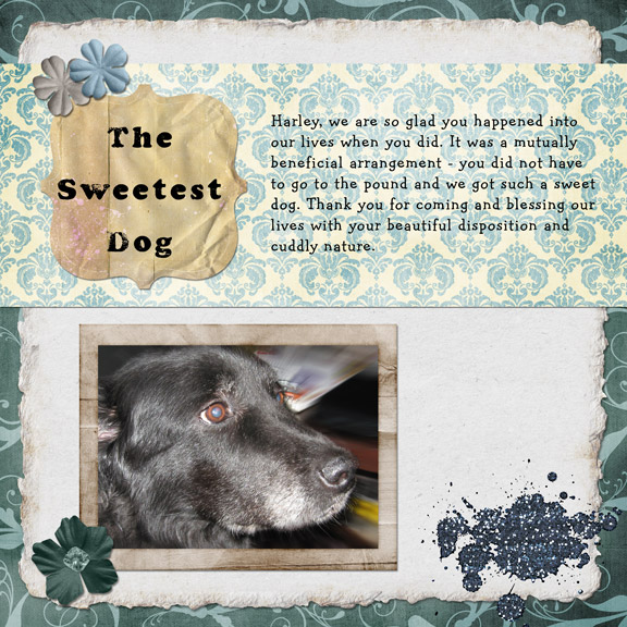 The Sweetest Dog