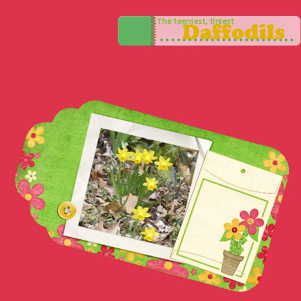The teeniest, tiniest daffodils