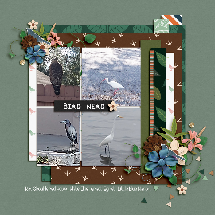 This & That - Jan22 - 1b -  Bird Nerd