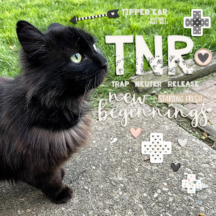 TNR