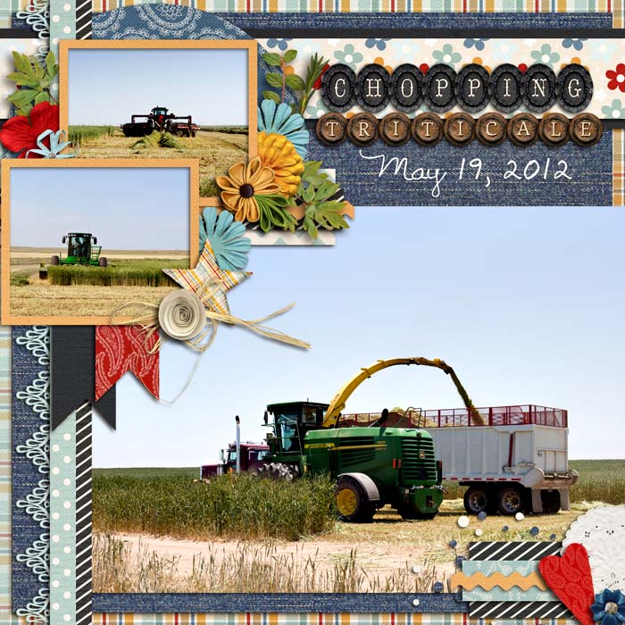 Triticale Harvest (left)