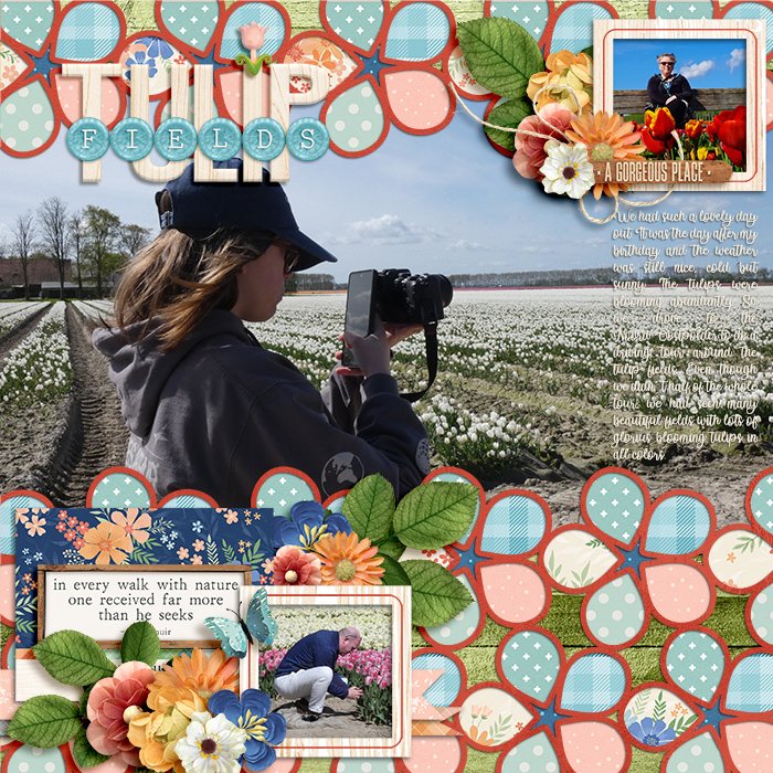 Tulip Fields