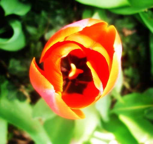 Tulip