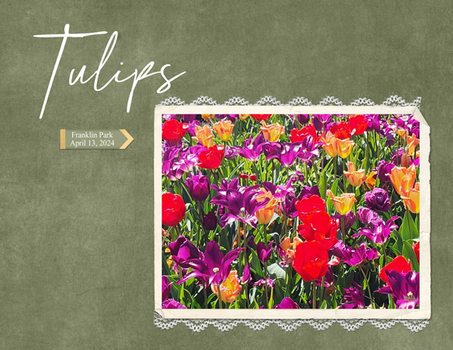 Tulips