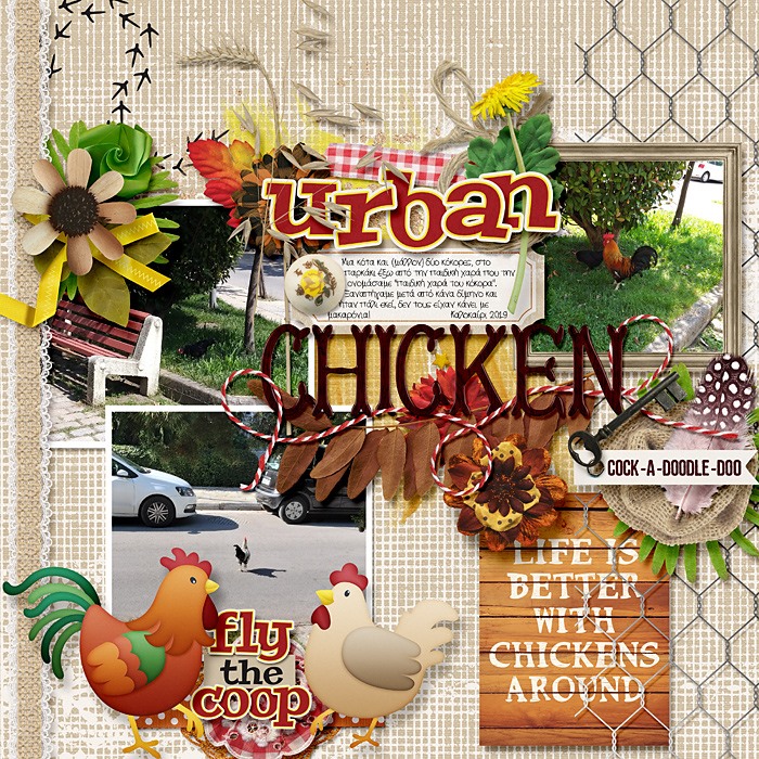Urban chicken