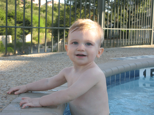 Water Bug Photo